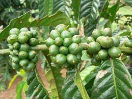 Green-Coffee-Extract-seeds Unveiling the Power of Green Coffee Extract: A Natural Boost for Weight Loss and Overall Well-being , 5 tips